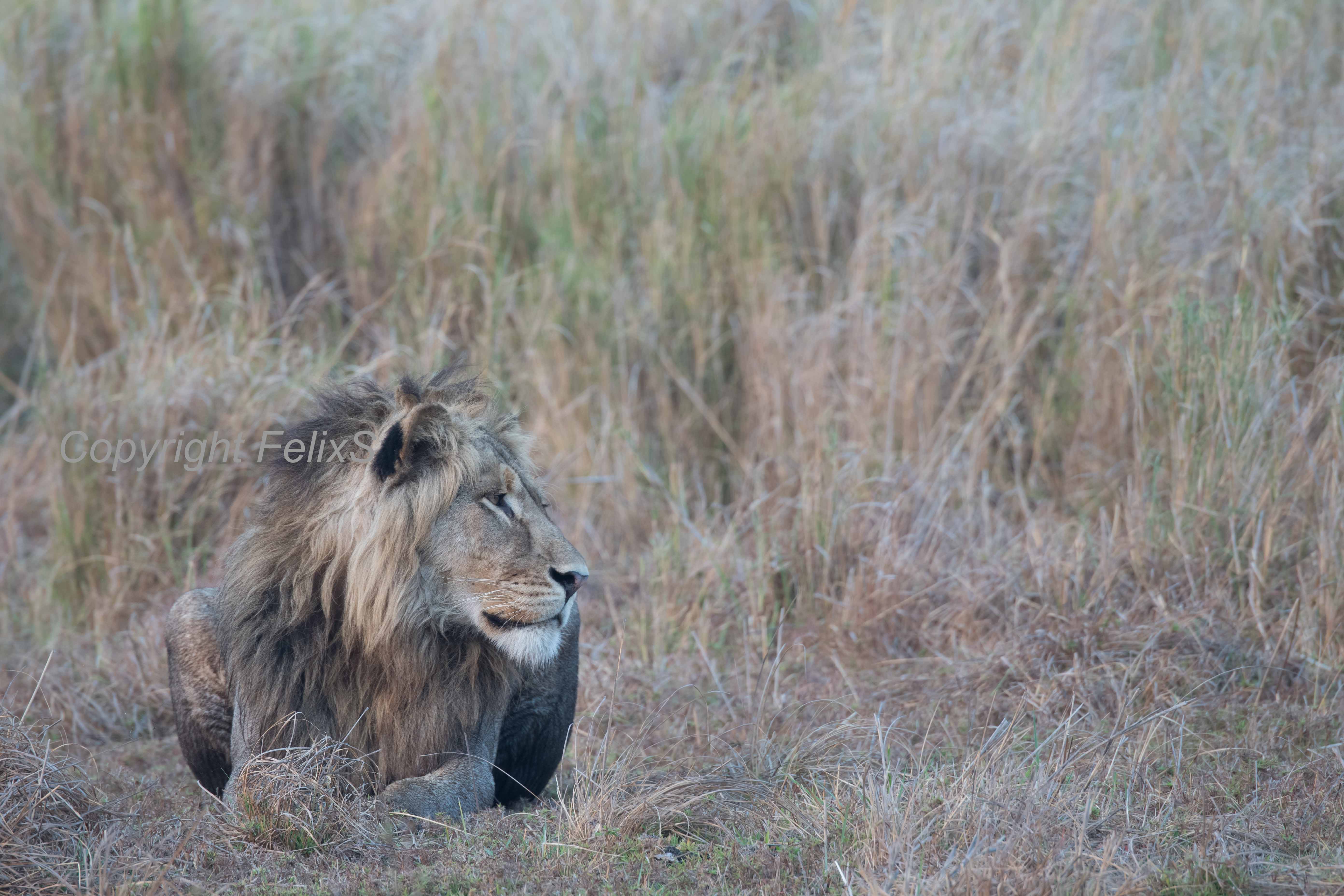 busanga plains